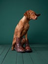 Dog in boots, a whimsical studio portrayal. Royalty Free Stock Photo