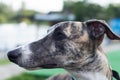 A dog of the whippet breed in a park.Greyhound portrait Royalty Free Stock Photo