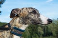 A dog of the whippet.Greyhound portrait Royalty Free Stock Photo