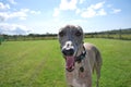 Dog Whippet Panting in Garden Royalty Free Stock Photo