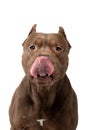 Dog on a white background. Chocolate Pit Bull Terrier