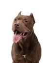 Dog on a white background. Chocolate Pit Bull Terrier