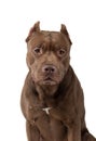 Dog on a white background. Chocolate Pit Bull Terrier