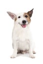 Dog on the white background Royalty Free Stock Photo