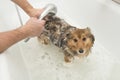 Dog in a white bath being rinsed off by a groomer