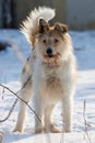 A dog with a white and brown coat standing in the snow Royalty Free Stock Photo