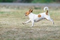 Chihuahua happy run fast outdoors On the lawn. Royalty Free Stock Photo