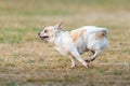 Chihuahua happy run fast outdoors On the lawn. Royalty Free Stock Photo