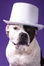 A dog in a white cylindrical hat.