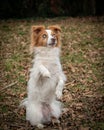 Blind dog with white eyes on field Royalty Free Stock Photo