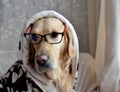 Dog white, a golden retriever, a golden retriever in a dressing gown and glasses