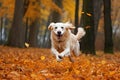 Dog, white golden retriever jumping through autumn leaves in the park. Royalty Free Stock Photo