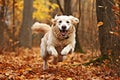 Dog, white golden retriever jumping through autumn leaves in the park. Royalty Free Stock Photo