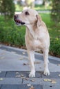 Dog, white labrador walking in park. Pet