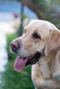 Dog, white labrador walking in park, portrait closeup. Pet