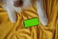 Dog with white paws on yellow blanket on bed next to phone with green chroma key screen. Copy space for advertising pet