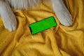 Dog with white paws on yellow blanket on bed next to phone with green chroma key screen. Copy space for advertising pet