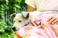 Dog white puppy being wash with towel wet Royalty Free Stock Photo