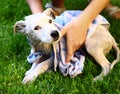 Dog white puppy being wash with towel wet Royalty Free Stock Photo