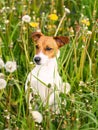 Dog with white and red hair in grass Royalty Free Stock Photo