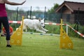 Dog white swiss shepherd in agility competition in jump over the chicane. Royalty Free Stock Photo