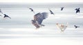 Dog, White-talied Sea Eagle and Common Magpie