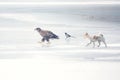 Dog, White-talied Sea Eagle and Common Magpie