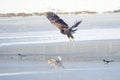 Dog and White-talied Sea Eagle