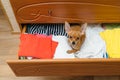 The dog who hid in the chest. Royalty Free Stock Photo