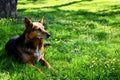 The dog who lays in grass at glade look in distance