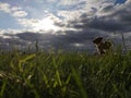 Dog wind grass sun lithuania Royalty Free Stock Photo
