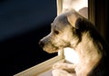 Dog in window