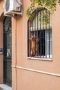 A dog at the window Royalty Free Stock Photo