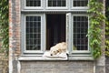 Dog In Window Royalty Free Stock Photo