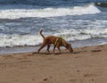 Dog on windy beach Royalty Free Stock Photo