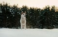 Dog in winter forest. Royalty Free Stock Photo