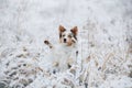 Dog in the winter in the forest. Obedient border collie in nature