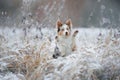 Dog in the winter in the forest. Obedient border collie in nature