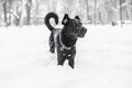 Dog in winter snow