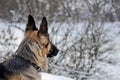 dog in winter is waiting for the owner. German shepherd in a snowy field.