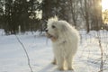 Dog in winter. Walking with pet in park in snow. Animal walks in forest Royalty Free Stock Photo