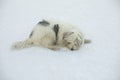 Dog in winter. Walking with pet in park in snow. Animal walks in forest Royalty Free Stock Photo