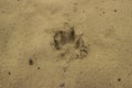 Dog  or wolf track or footprint on the wet sand. Animal trace Royalty Free Stock Photo