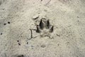Dog or wolf track or footprint on the wet sand. Animal trace