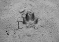 Dog or wolf track or footprint on the wet sand. Animal trace