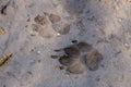 Dog or wolf track in the mud