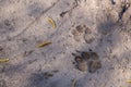 Dog or wolf track in the mud