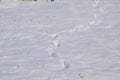 Dog or wolf tracks in snow. Winter footprints.