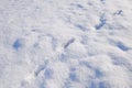 Dog or wolf tracks in snow. Winter footprints.