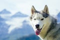 dog with woman living in mountains area Royalty Free Stock Photo